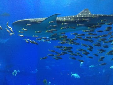 沖縄美ら海水族館に投稿された画像（2022/1/15）