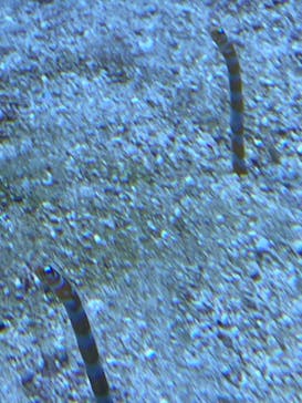 サンシャイン水族館に投稿された画像（2022/1/15）