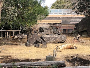 よこはま動物園ズーラシアに投稿された画像（2022/1/15）