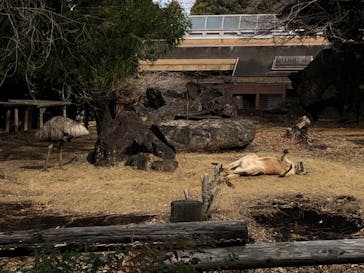 よこはま動物園ズーラシアに投稿された画像（2022/1/15）