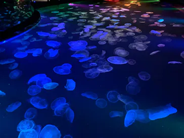 すみだ水族館に投稿された画像（2022/1/15）