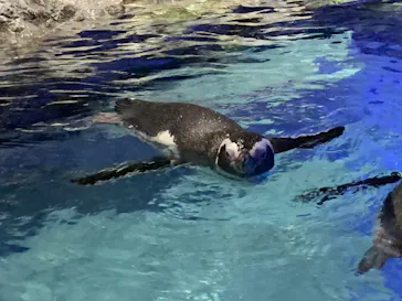 すみだ水族館に投稿された画像（2022/1/15）