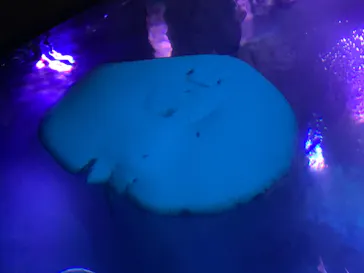 すみだ水族館に投稿された画像（2022/1/15）