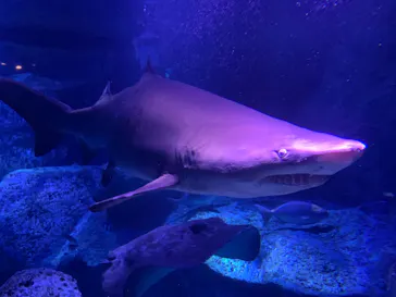 すみだ水族館に投稿された画像（2022/1/15）