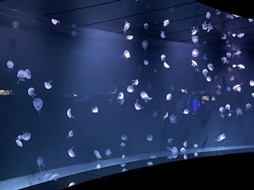 サンシャイン水族館に投稿された画像（2022/1/15）