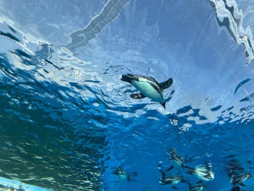 サンシャイン水族館に投稿された画像（2022/1/15）