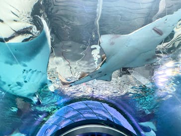 マクセル アクアパーク品川に投稿された画像（2022/1/15）