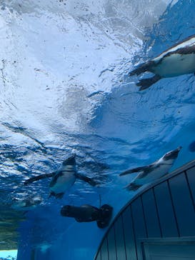 サンシャイン水族館に投稿された画像（2022/1/15）