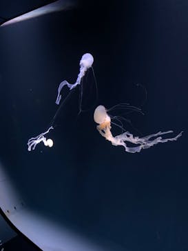 サンシャイン水族館に投稿された画像（2022/1/15）