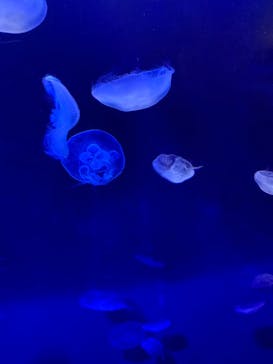 サンシャイン水族館に投稿された画像（2022/1/15）