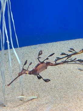 サンシャイン水族館に投稿された画像（2022/1/15）