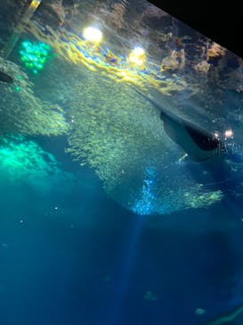 アクアワールド茨城県大洗水族館に投稿された画像（2022/1/15）