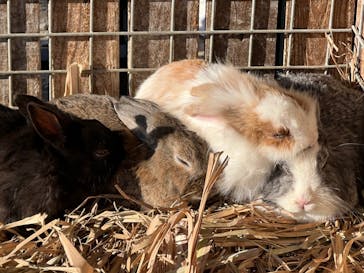 しろとり動物園に投稿された画像（2022/1/15）