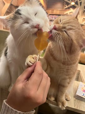 猫カフェモカ　秋葉原店に投稿された画像（2022/1/15）