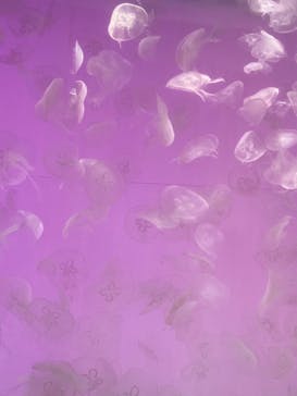 アクアワールド茨城県大洗水族館に投稿された画像（2022/1/15）