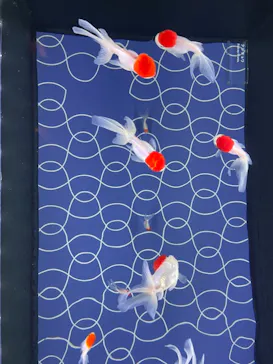 すみだ水族館に投稿された画像（2022/1/15）