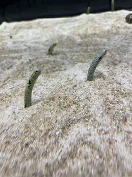 すみだ水族館に投稿された画像（2022/1/15）