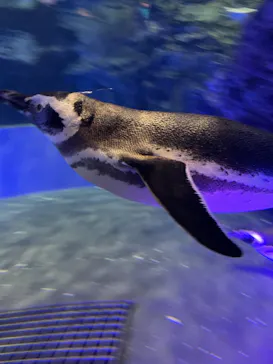 すみだ水族館に投稿された画像（2022/1/15）