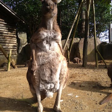 伊豆シャボテン動物公園に投稿された画像（2022/1/15）