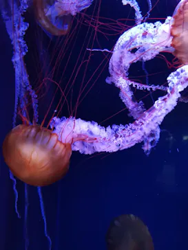 すみだ水族館に投稿された画像（2022/1/15）