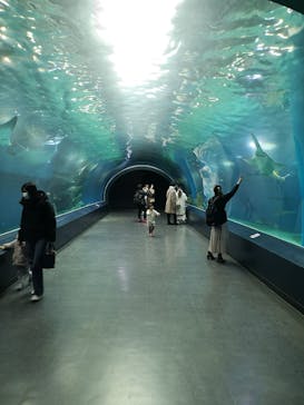 マクセル アクアパーク品川に投稿された画像（2022/1/16）