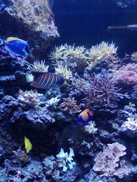 マクセル アクアパーク品川に投稿された画像（2022/1/16）