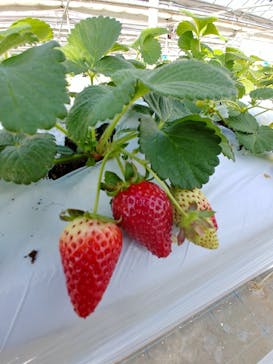 軽井沢ガーデンファームいちご園に投稿された画像（2022/1/16）