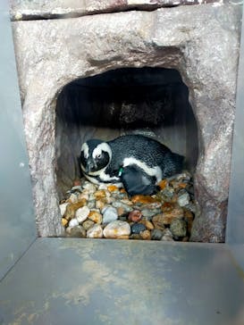 京都水族館に投稿された画像（2022/1/16）