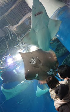 マクセル アクアパーク品川に投稿された画像（2022/1/16）