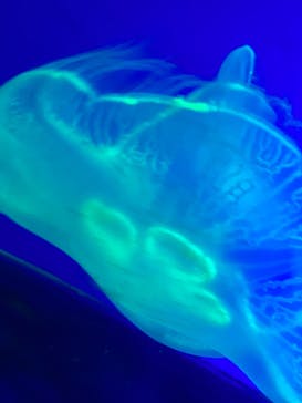 名古屋港水族館に投稿された画像（2022/1/16）