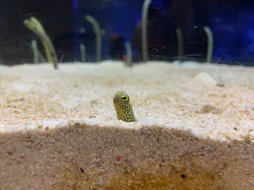 すみだ水族館に投稿された画像（2022/1/16）