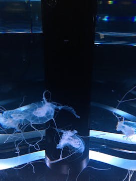 マクセル アクアパーク品川に投稿された画像（2022/1/16）