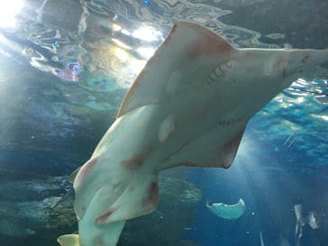 マクセル アクアパーク品川に投稿された画像（2022/1/16）