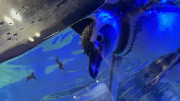 すみだ水族館に投稿された画像（2022/1/16）