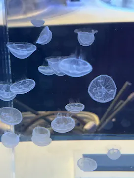 すみだ水族館に投稿された画像（2022/1/16）