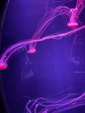 すみだ水族館に投稿された画像（2022/1/16）