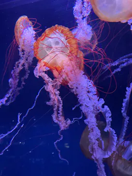 すみだ水族館に投稿された画像（2022/1/16）