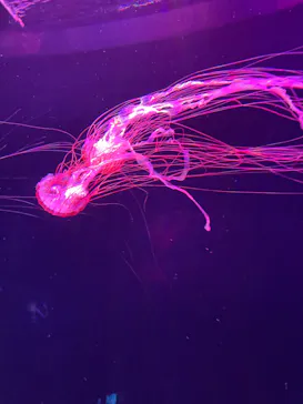 すみだ水族館に投稿された画像（2022/1/16）