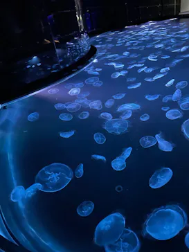 すみだ水族館に投稿された画像（2022/1/16）