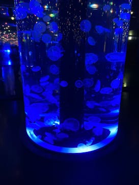 マクセル アクアパーク品川に投稿された画像（2022/1/16）