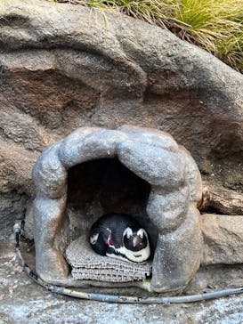 サンシャイン水族館に投稿された画像（2022/1/16）