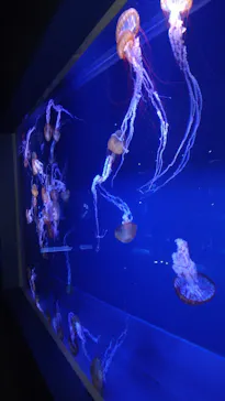 すみだ水族館に投稿された画像（2022/1/16）