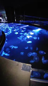 すみだ水族館に投稿された画像（2022/1/16）