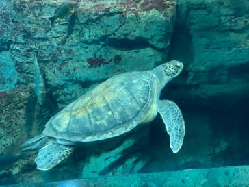 大分マリーンパレス水族館 「うみたまご」に投稿された画像（2022/1/16）
