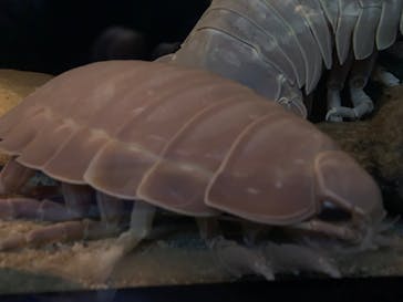 名古屋港水族館に投稿された画像（2022/1/16）