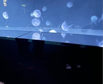 サンシャイン水族館に投稿された画像（2022/1/16）