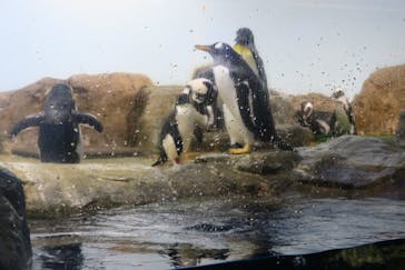 マクセル アクアパーク品川に投稿された画像（2022/1/16）