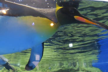 マクセル アクアパーク品川に投稿された画像（2022/1/16）