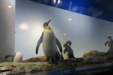 マクセル アクアパーク品川に投稿された画像（2022/1/16）