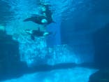 名古屋港水族館に投稿された画像（2022/1/16）